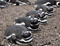 Penguin researchers could have benefited from field inspection software