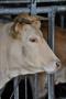 An infected bull introduced to a herd of cows can cost a farmer hundreds of thousands of dollars.