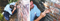 Borescope | Pest Controller