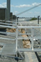 Walkways for asbestos roofs